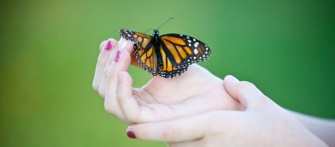 Pathways Summer Memorial Service Butterfly Release We R Foco   Untitled Design 